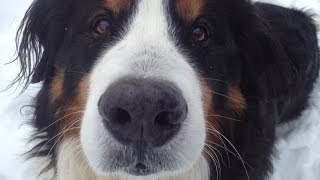 Snowshoeing FAIL With Bernese Mountain Dog [upl. by Montano]