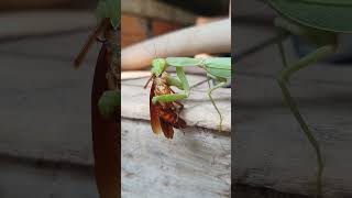 Mantis eating cockroach 🪳 shortsvideo mantis insect [upl. by Eugor]