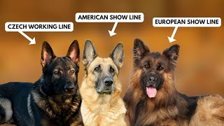 5 Types of German Shepherds and How to Identify Them [upl. by Morna739]