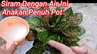 Cara Merawat Aglaonema Agar Beranak Banyak [upl. by Eberhart489]