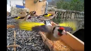 Jilguero  Magnifique vidéo de Chardonneret élégant  European Goldfinch  Carduelis carduelis [upl. by Annmaria608]