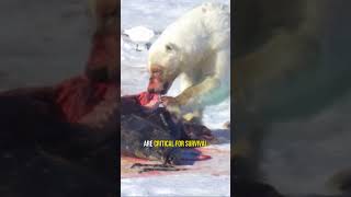 Polar Bear Hunts Walrus shorts [upl. by Anurag872]