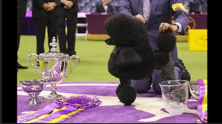 148th Westminster Kennel Club Dog Show come quotMeet The Dogsquot 2024 [upl. by Clemens]