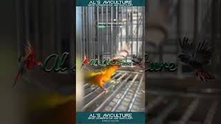 Rayana Conure  New Species Breed by Als Avicluture  Sun Conure X Pineapple Conure alsaviculture [upl. by Waxler]