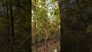 Ride through forest on a moped forest nature wildlife shorts viralshorts jungle trees [upl. by Oynotna]