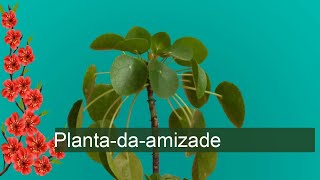 Plantadaamizade  Pilea involucrata [upl. by Bornie]