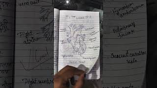 Human heart🫀humanbodyparts heart12thclass bsc msc biology zoologytrendingshorts virlshorts [upl. by Aikahs]