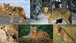 Animal Shows Predictions and Wishlist Netflix Predators [upl. by Pittman]