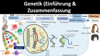 Genetik Einführung  Zusammenfassung 12  Abitur Biologie Genetik Oberstufe [upl. by Repsihw826]