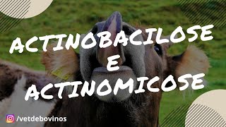 Diferença da Actinomicose e Actinobacilose 017 [upl. by Enyar]