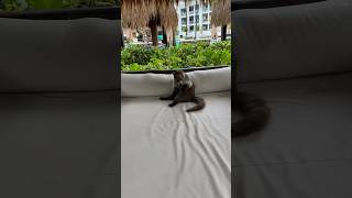 Funny coati in Mexico all wildlife animals travel [upl. by Netty]