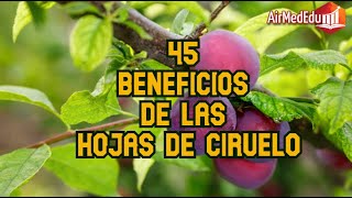 45 Beneficios de las Hojas de Ciruelo [upl. by Oflodor920]