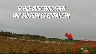 Mutterschaf ist ausgebrochen Geschirr vom Bock ist lockerfarming sheep farm sheepfarming [upl. by Delmor]