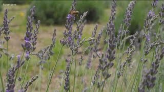 The Lavender Festival in Blanco is celebrating 15 years  KVUE [upl. by Refinej]