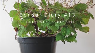 Bonsai Diary 13 Plectranthus ernstii  pruning flowers [upl. by Dessma]