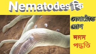 What is Nematode Disease  Nematodes দমন পদ্ধতি । [upl. by Enirok]