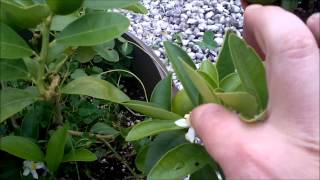 Citrus flowers late summer and pollinating them for citrus next spring [upl. by Silsby]