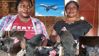 From Being A House Maid to A Land Lord through Local Poultry Farming [upl. by Sylvester235]