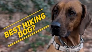 Rhodesian Ridgeback  The Best Hiking Dog [upl. by Gauthier230]