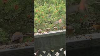 Yellow And Red Crossbill Birds Eating Bird Seed Birds nature birdwatching redcrossbill wildlife [upl. by Docilla]