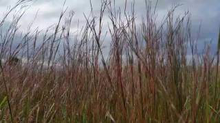 Schizachyrium scoparium or Andropogon scoparius Little Bluestem [upl. by Goldfinch]