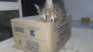 A cat that chewing and shredding a cardboard box [upl. by Teyugn]