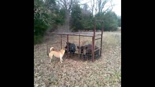 Feral Hogs caught in Trap Wild Pigs Texas [upl. by Eceinwahs]