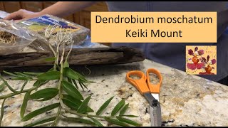 How to Mount Dendrobium Orchid Keikis  moschatum Orchid Mount to Weathered Wood  Species Orchid [upl. by Narra829]