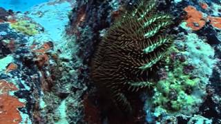 Crown of thorn starfish [upl. by Andreana]