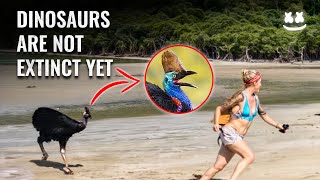 This Scary Bird Can Eat Humans The Cassowary The Last Surviving Dinosaur  How Does it Attack [upl. by Clauddetta]