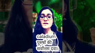 caladium homoeopathic medicine usescaladium seg 1m caladium 30ch uses shorts viral [upl. by Aime]