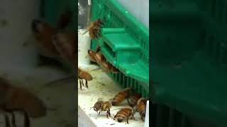 Busy Honey Bees Bringing Pollen To The Hive 🐝 honeybee beekeeping shorts [upl. by Aix365]