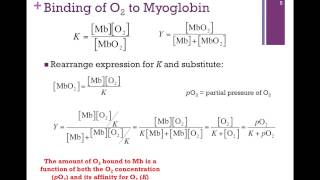 025Binding Affinity of Mb [upl. by Ahsekad343]