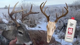 How to Bleach a Deer Skull CHEAP amp EASY [upl. by Atteloiv]