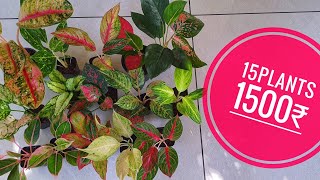 aglaonema combo plants available [upl. by Kallista42]