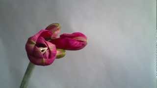 Time lapse amaryllis  Brinno TLC200 [upl. by Attenrev955]