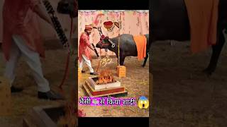 गलती से भैसी🐂के साथ हुआ शादी😱shorts comedy wedding [upl. by Lilith687]