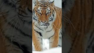 Siberian Tigers Powerful Predator Skills Master Hunter of the Snowy Taiga siberiantiger tiger [upl. by Ahsier]