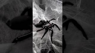 Japanese funnel web spider feeding ASMR  Macrothele gigas spider funnelwebspider macrothele [upl. by Essinger]