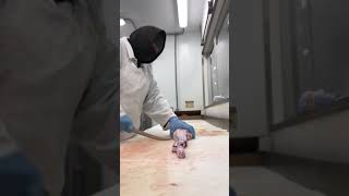 Cutting Beef Oxtail [upl. by Aznola]