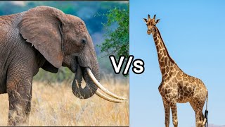 elephant vs Giraffe [upl. by Itsuj538]