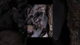 Bats Sounds in the Cave  Sounds of Fruit Bats [upl. by Yelhs]