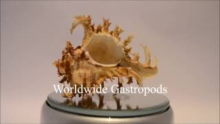 Welcome to Worldwide Gastropods [upl. by Zetes]