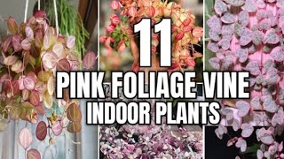 25 Best Indoor Pink Vine Plants  Pink Vine Indoor Plants with Name and ID [upl. by Hartmann155]