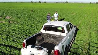 Ensayos de Fertilización Foliar  Agross Campo Escuela FCA UNC [upl. by Ettenal]