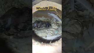 Three baby finches finch birds shorts shortvideo viralshort quran turjuma [upl. by Murvyn]