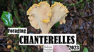 Chanterelle foraging  and mushroom ID November 2023 [upl. by Eimot]