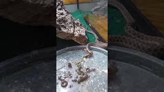 Feeding my baby Garter Snakes earthworms [upl. by Lopes]