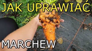 Jak uprawiać Marchew  Uprawa Marchwi KROK po KROKU [upl. by Drofub]