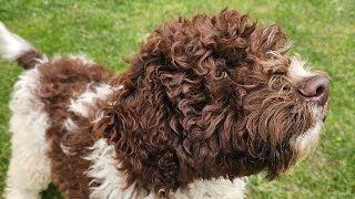 Catel Lagotto Romagnolo [upl. by Aidnyc]